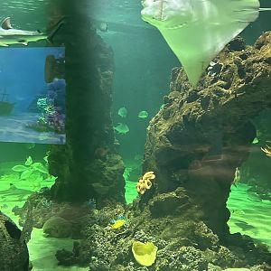 Sep. 2025 - Daytona Aquarium - Shark Reef