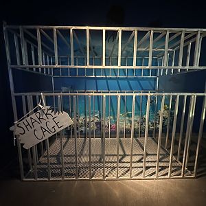Sep. 2025 - Daytona Aquarium - Shark Cage (photo-op)