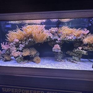 Sep. 2025 - Daytona Aquarium - Reef Tank