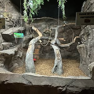 Sep. 2025 - Daytona Aquarium - Ring-Tailed Lemur Enclosure