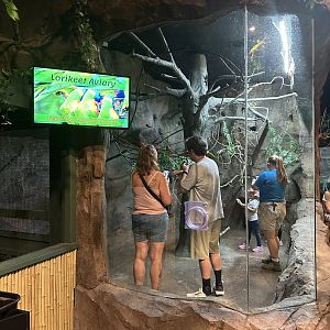 Sep. 2025 - Daytona Aquarium - Lorikeet “Aviary”