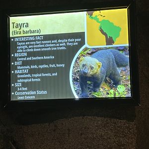 Sep. 2025 - Daytona Aquarium - Tayra Signage