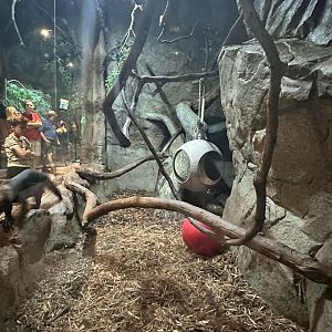 Sep. 2025 - Daytona Aquarium - Tayra Enclosure