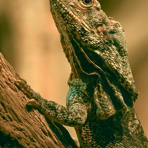 Frilled lizard : Cotswold WP : 23 Aug 2025