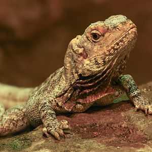 Frilled lizard : Cotswold WP : 23 Aug 2025