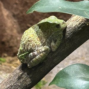 Sep. 2025 - Daytona Aquarium - Barking Tree Frog (Dryophytes gratiosus)