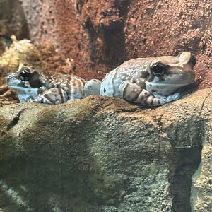 Sep. 2025 - Daytona Aquarium - Amazon Milk Frogs (T. resinifictrix)