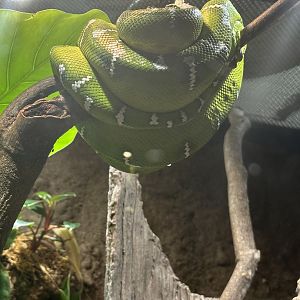 Sep. 2025 - Daytona Aquarium - Emerald Tree Boa (C. caninus)