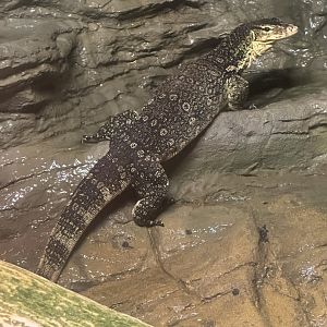 Sep. 2025 - Daytona Aquarium - Asian Water Monitor (V. salvator)