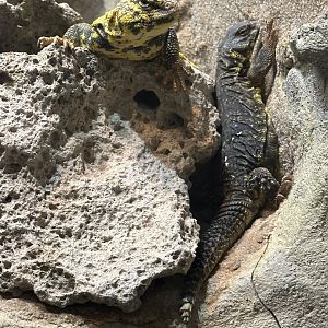 Sep. 2025 - Daytona Aquarium - Saharan Uromastyx (U. geyri)