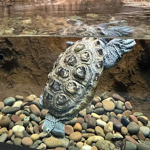 Sep. 2025 - Daytona Aquarium - Diamondback Terrapin (M. terrapin)