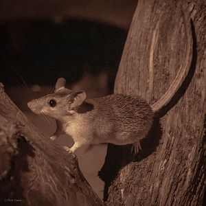 Turkish spiny mouse : Cotswold WP : 23 Aug 2025