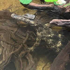 Sep. 2025 - Daytona Aquarium - Smooth-Fronted Caiman (P. trigonatus)