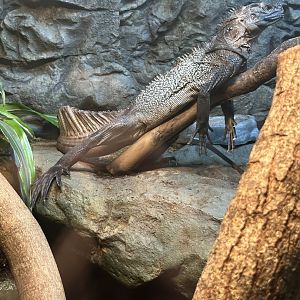 Sep. 2025 - Daytona Aquarium - Sulawesi Sailfin Dragon (H. celebensis)
