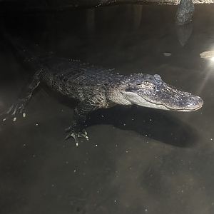 Sep. 2025 - Daytona Aquarium - American Alligator (A. mississippiensis)