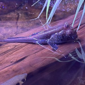 Sep. 2025 - Daytona Aquarium - Mudskipper ID