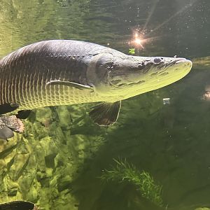 Sep. 2025 - Daytona Aquarium - Arapaima (A. gigas)