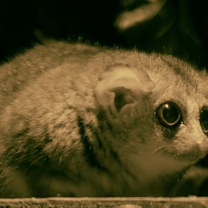 Grey mouse lemur : Cotswold WP : 23 Aug 2025