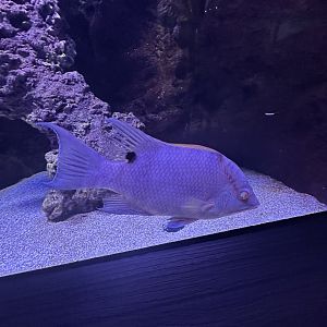 Sep. 2025 - Daytona Aquarium - Fish ID