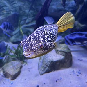 Sep. 2025 - Daytona Aquarium - Mbu Pufferfish (T. mbu)