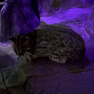 Sep. 2025 - Daytona Aquarium - Asian Leopard Cat (P. bengalensis)
