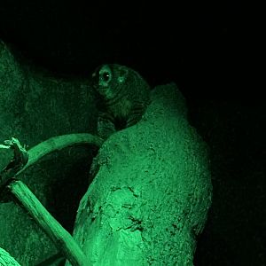 Sep. 2025 - Daytona Aquarium - Night Monkey (Aotus sp.)