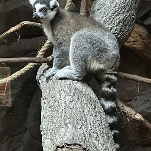 Sep. 2025 - Daytona Aquarium - Ring-Tailed Lemur (L. catta)