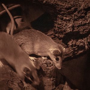 Turkish spiny mouse : Cotswold WP : 23 Aug 2025