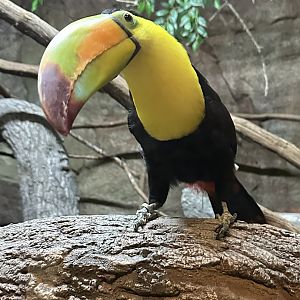 Sep. 2025 - Daytona Aquarium - Keel-Billed Toucan (R. sulfuratus)
