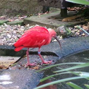 Scarlet ibis