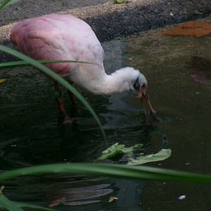 Roseate spoonbill