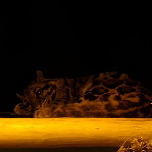 Indochinese clouded leopard