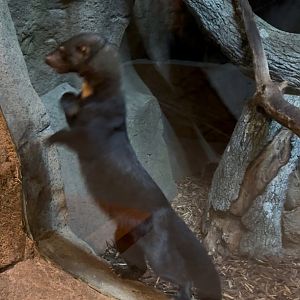 Sep. 2025 - Daytona Aquarium - Tayra (E. barbara)