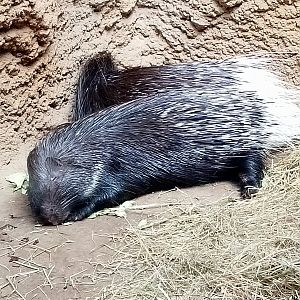 Indian crested porcupine