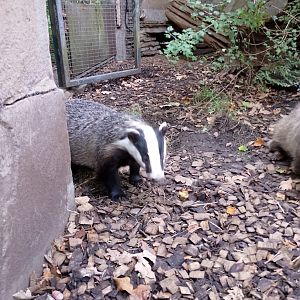 European badger