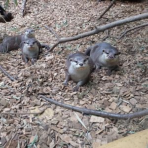 Asian small-clawed otters
