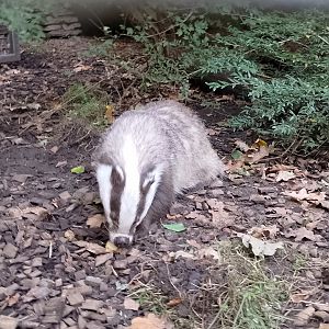 European badger