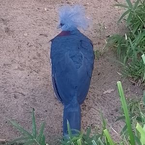 Sclater`s crowned-pigeon