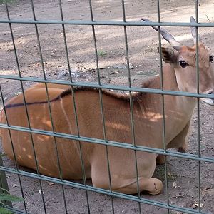 Common eland