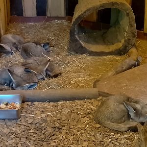 South African bat-eared foxes