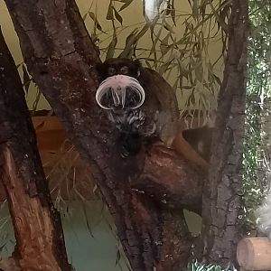 Bearded emperor tamarin