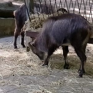Himalayan tahr