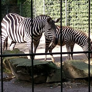 Grant's zebra