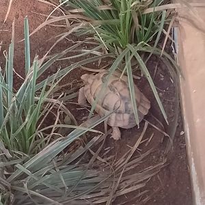 Egyptian tortoise
