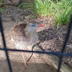 Red-legged seriema