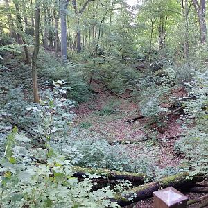 European lynx exhibit