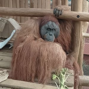 Sumatran orangutan