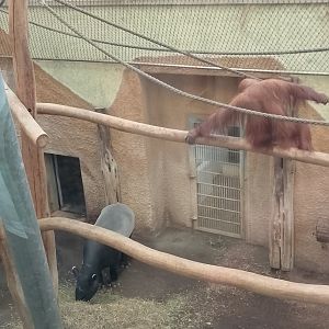 Orangutan and tapir indoor enclosure
