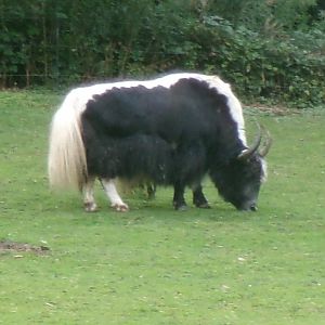 Yak