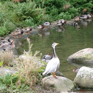 Waterfowl pond